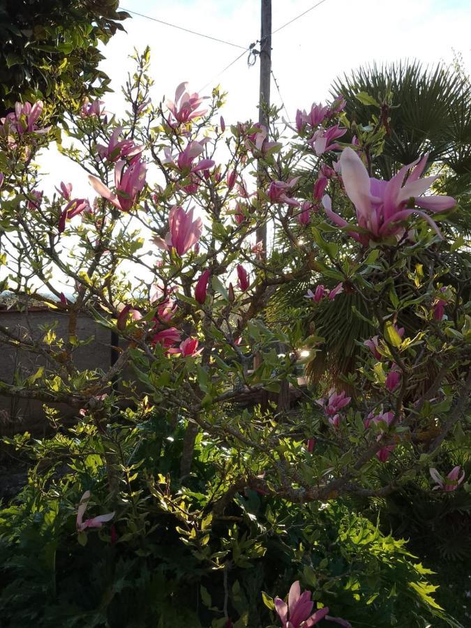 哥尔顿Magnolia公寓 外观 照片