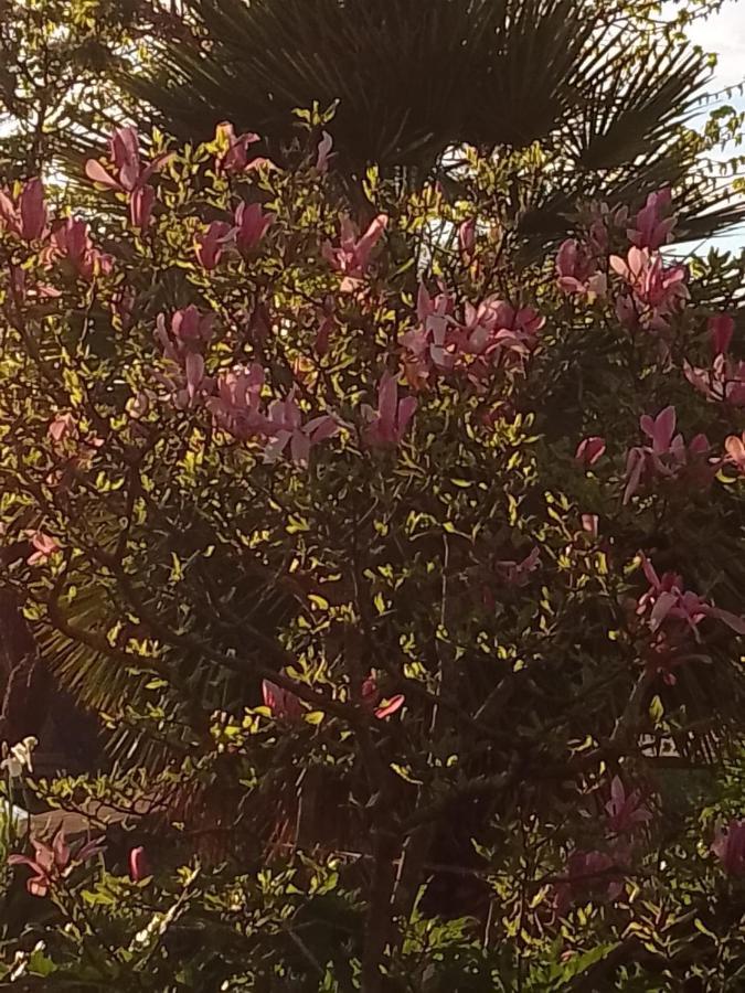 哥尔顿Magnolia公寓 外观 照片
