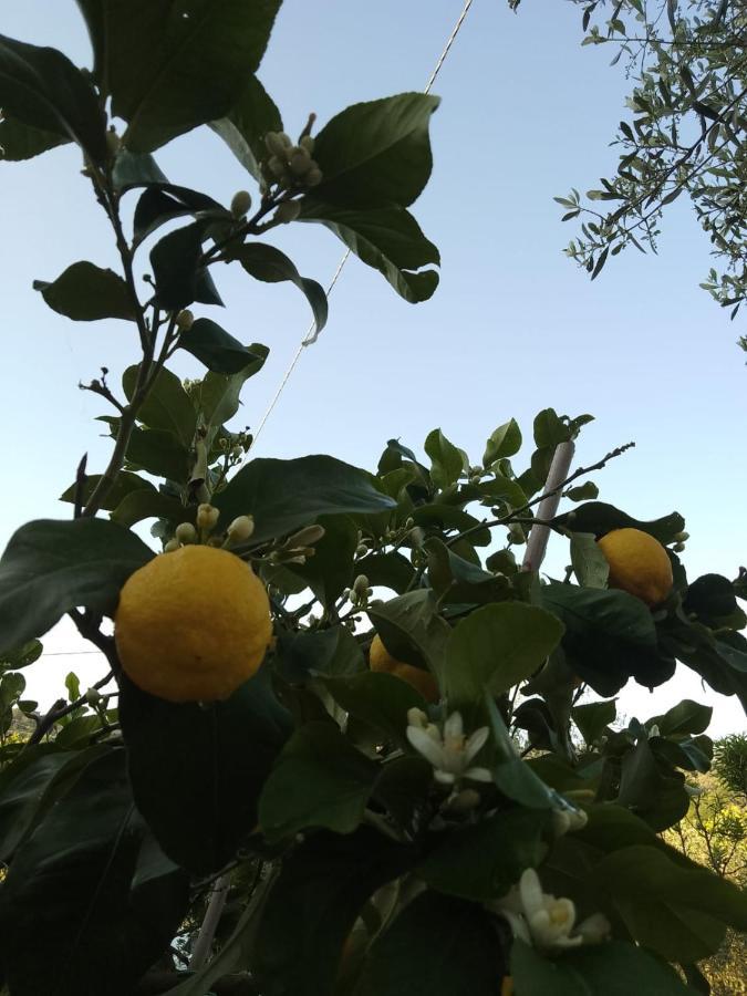 哥尔顿Magnolia公寓 外观 照片